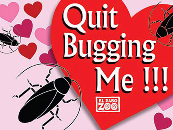 Quà Valentine 'bá đạo': Lấy tên người yêu cũ đặt cho gián, rắn độc