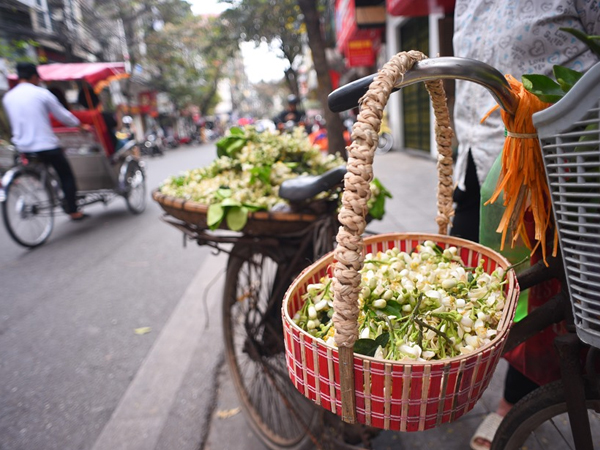 Đất Hà Thành thơm lừng mùa hoa bưởi