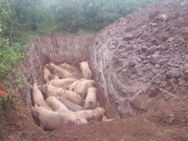 Người dân mang hàng trăm con lợn nhiễm dịch tả châu Phi đi tiêu hủy