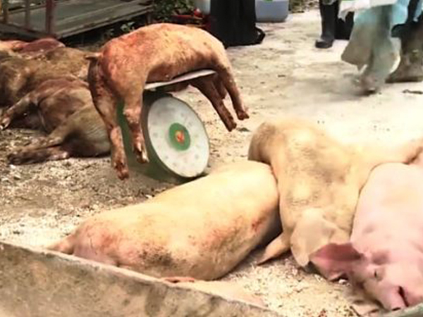 Dịch tả lợn châu Phi xuất hiện tại Hải Phòng