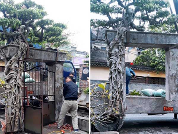 Gia chủ Hà Nội mua cây phải bứng cả cổng nhà