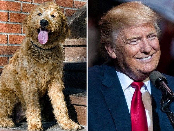 Tại sao Tổng thống Mỹ Donald Trump… không thích chó