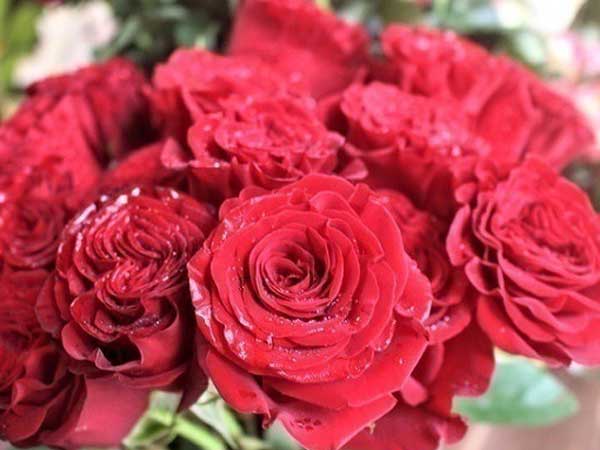 Hoa hồng không chỉ để cho đẹp nhà đẹp cửa, bạn còn có thể làm thuốc chữa bệnh, dưỡng da mịn đẹp