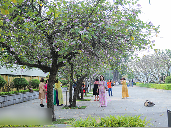 Nô nức chụp ảnh cùng hoa ban Tây Bắc nở rộ trên phố Hà thành