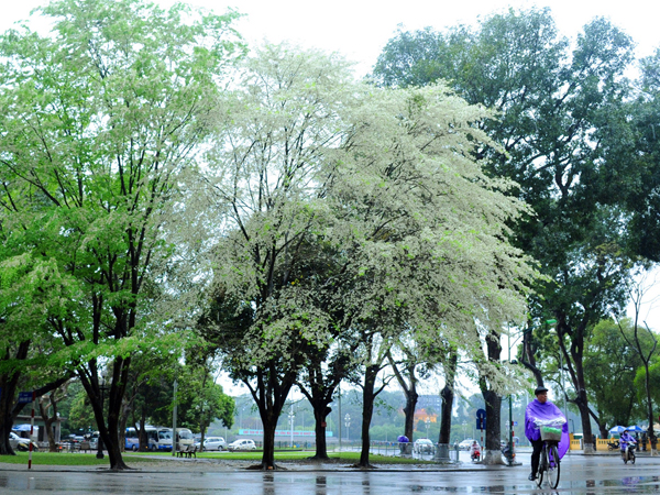 Tháng 3, sưa nở trắng trời Hà Nội