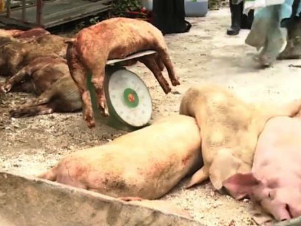 TP HCM cấp tập ngăn dịch tả lợn châu Phi