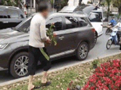 Clip bức xúc: Nhiều người dừng xe giữa đường phố Hà Nội 'mót' hoa trang trí, lãnh đạo Công ty Công viên cây xanh lên tiếng