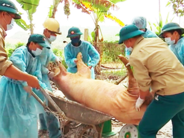 Dịch tả lợn châu Phi lan ra 9 tỉnh