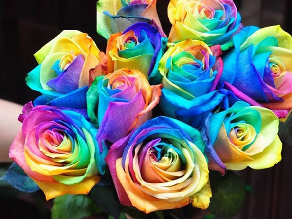 Video: Hoa hồng bảy sắc dành cho cộng đồng LGBT dịp 8/3