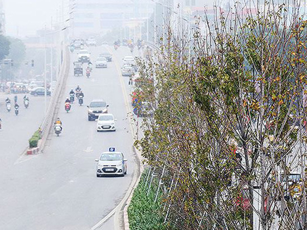 Cây phong trồng tại Hà Nội: Vì sao lá không đỏ?