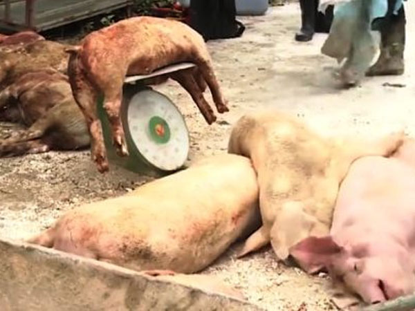 Giá heo hơi giảm mạnh sau khi dịch tả châu Phi lan sang 13 tỉnh