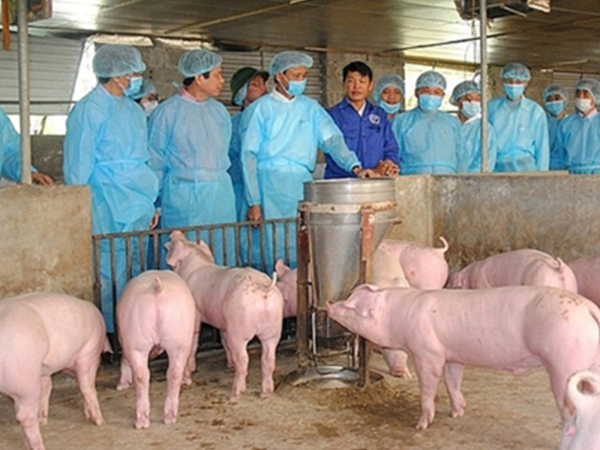 Hà Nội: Một bộ phận người chăn nuôi giấu việc lợn mắc dịch tả châu Phi