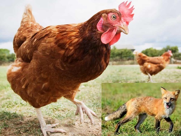 KHÓ TIN: Đàn gà tại Pháp đồng tâm hiệp lực mổ chết Cáo