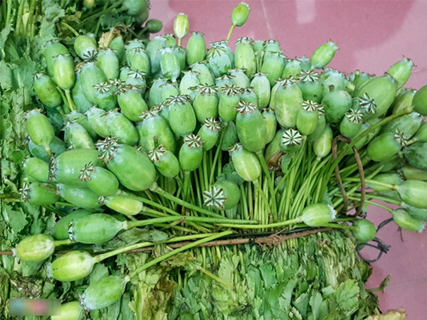 Rủ nhau trồng thuốc phiện trên nương để bán
