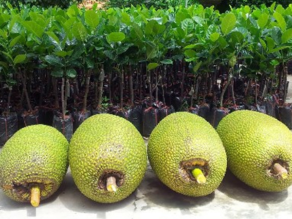 Thương lái Trung Quốc ồ ạt gom mua mít Thái
