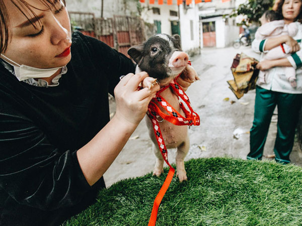 Giữa sức nóng dịch tả, giới trẻ Hà thành vẫn 'săn lùng' lợn cảnh mini giá vài triệu làm thú cưng