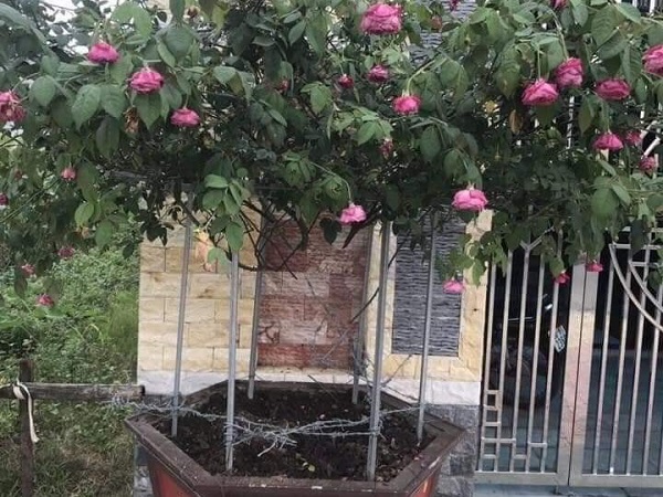 Lên mạng than thở vì mất gốc hoa hồng quý, thanh niên chẳng những không được an ủi lại còn bị bắng thậm tệ chỉ vì...