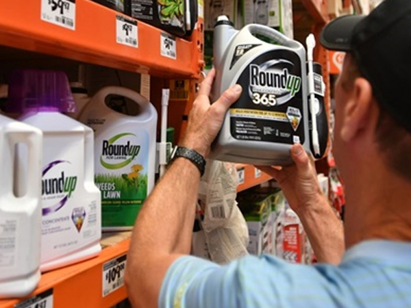 Bồi thẩm đoàn Mỹ kết luận thuốc diệt cỏ của Monsanto gây ung thư
