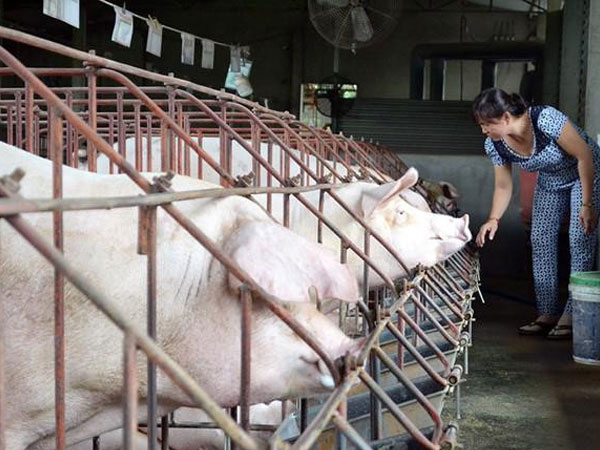 Giá heo hơi giảm mạnh, nông dân thấp thỏm vì dịch tả châu Phi