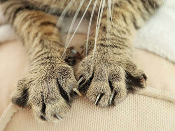 Cậu bé mắc bệnh tâm thần vì bị mèo cào