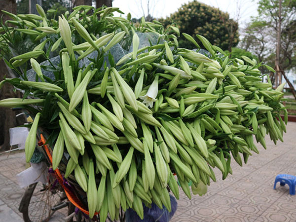 Loài hoa 'hái ra tiền' bỗng dưng 'mất tích' ở thủ phủ hoa Tây Tựu?