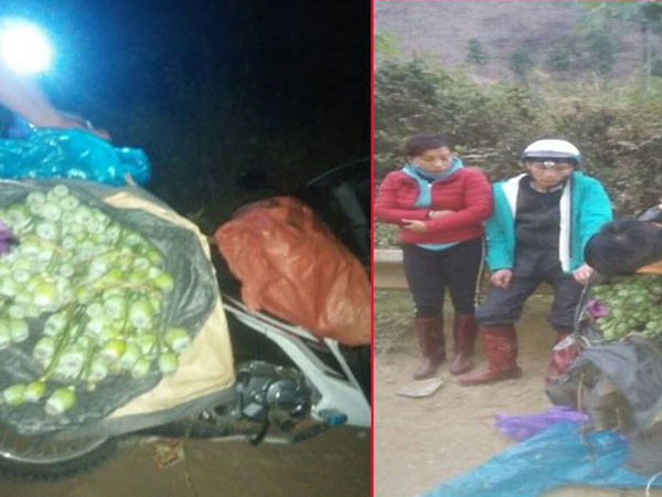 Hai vợ chồng đi xe máy mua 21,5 kg thuốc phiện tươi làm quà biếu