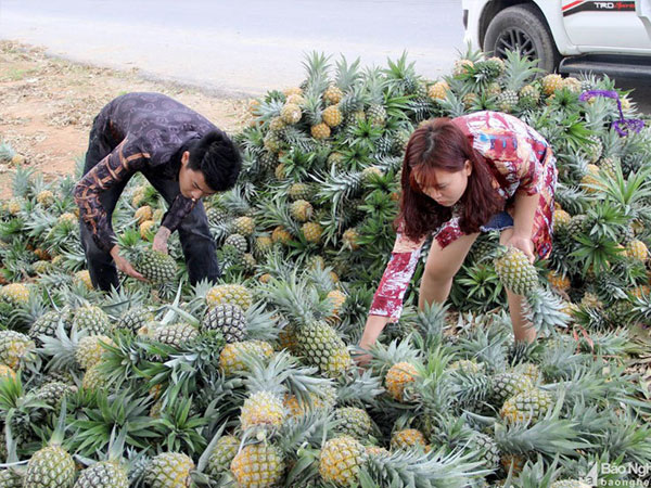Cánh đồng mùa thơm ngọt, nông dân lại ngồi khóc ròng