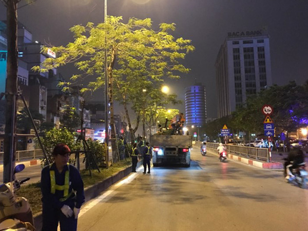 Hà Nội lý giải gì về việc bất ngờ chặt hạ hàng loạt cây phượng trong đêm?