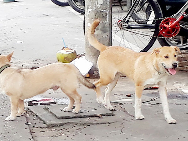 Thông tin mới nhất vụ bé 7 tuổi ở Hưng Yên bị đàn chó cắn tử vong