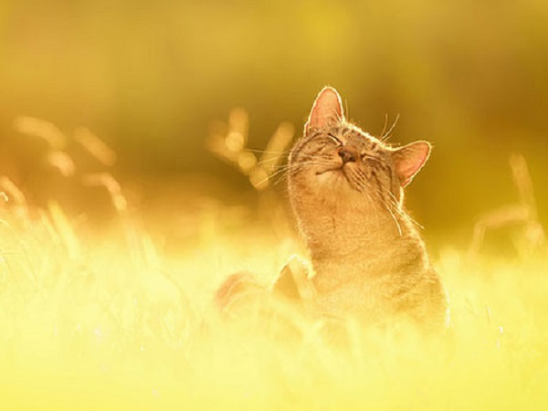 Tử vi 12 con giáp hôm nay - 6/4/2019: Mão gặp lộc làm ăn, Tý dễ thiệt hại tiền bạc