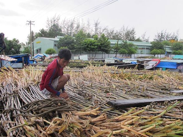 Hàng loạt nhà máy đường nguy cơ phá sản