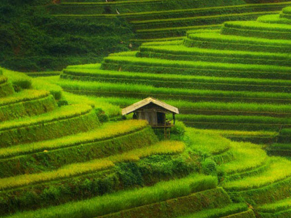 Mù Cang Chải lọt vào top địa điểm sắc màu nhất thế giới
