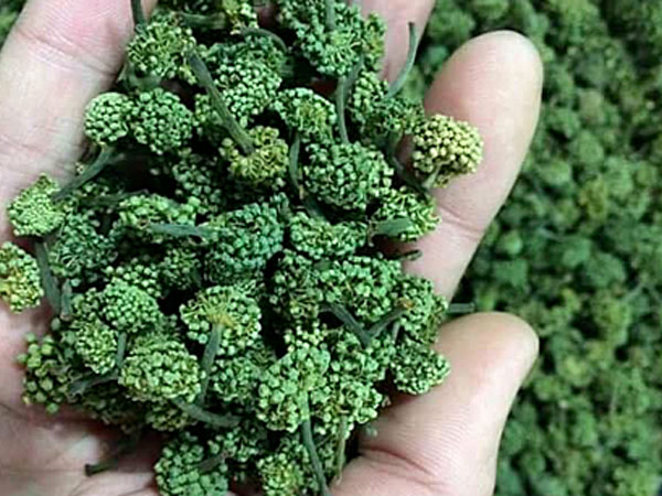 Cả triệu đồng một kg hoa tam thất