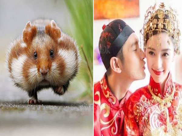 Đàn ông có vợ TUỔI TÝ như 'chuột sa chĩnh gạo', không được 10 cũng 9 phần NHƯ Ý, sống viên mãn tới già