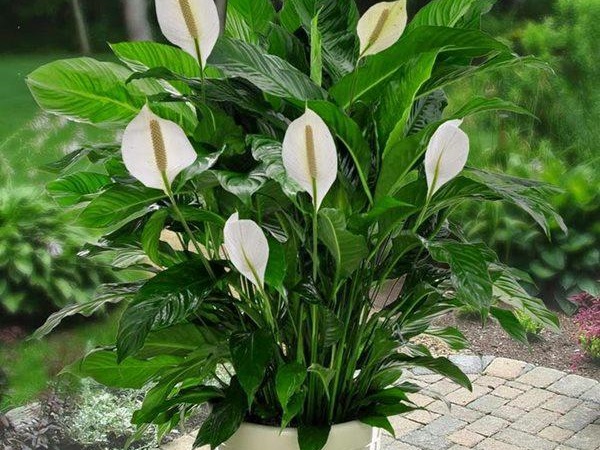 5 cách chọn cây phong thủy theo đúng công việc để sự nghiệp lên như diều gặp gió