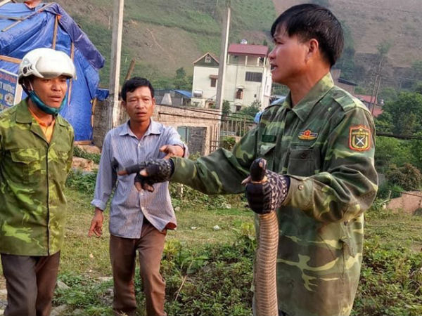 Kinh hãi cảnh người đàn ông tay không bắt rắn hổ mang 'khủng' nặng gần 10kg