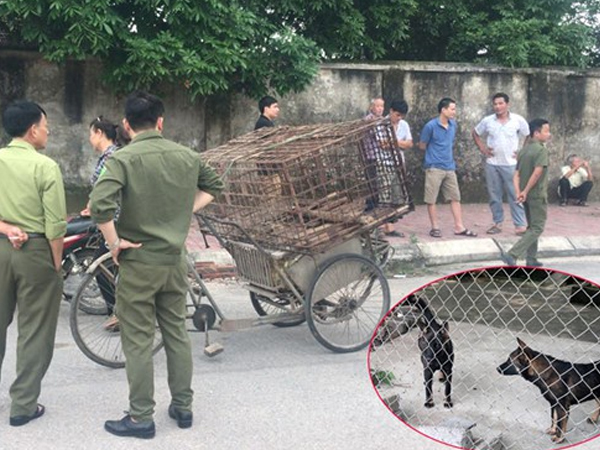 Một nữ lao công ở Hà Tĩnh bị chó tấn công tổn thương nặng phần đầu