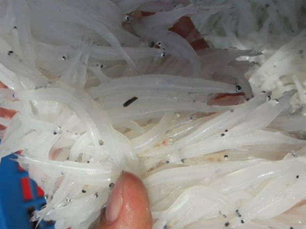 Người Hà thành tranh nhau mua loại cá trắng tinh, thân mềm như bún