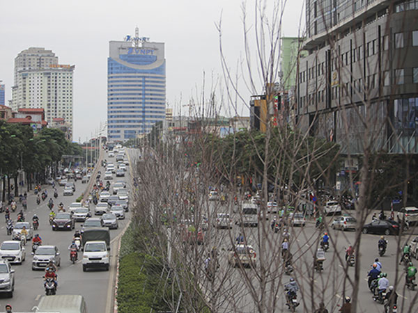 ẢNH: Hàng cây phong héo khô, lãnh đạo công ty cây xanh nói gì?