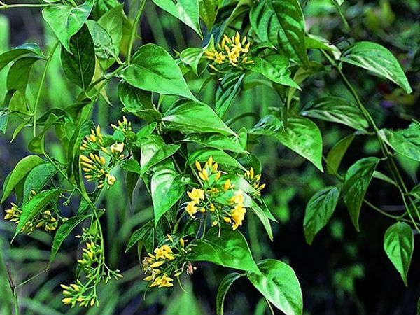 Diễn biến mới nhất vụ chồng đun lá ngón cho 3 con uống vì vợ muốn triệt sản