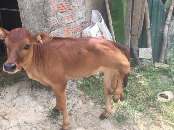 Chuyện lạ con bê có 6 chân ở Hà Tĩnh