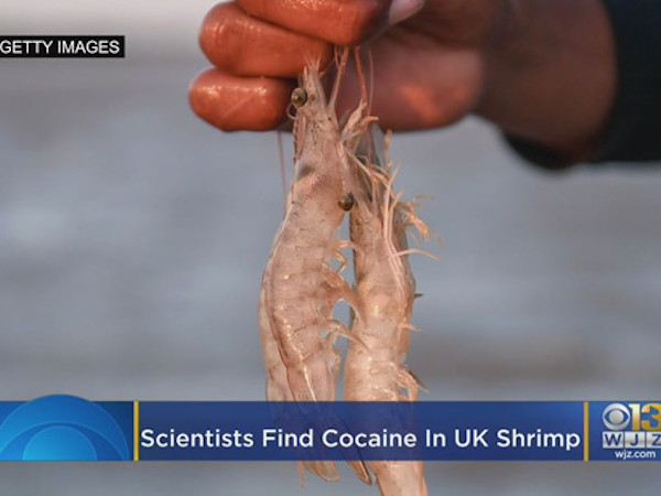 Phát hiện cocaine trong tôm ở Anh