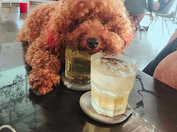 Tranh cãi hình ảnh chú chó cưng trèo lên bàn để uống chung cốc trà đá với chủ trong quán nước