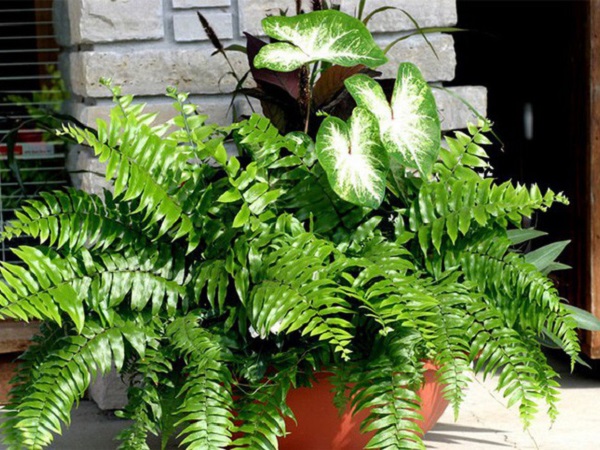 Làm sạch không khí trong nhà bằng cách trồng các loại cây xanh quen thuộc