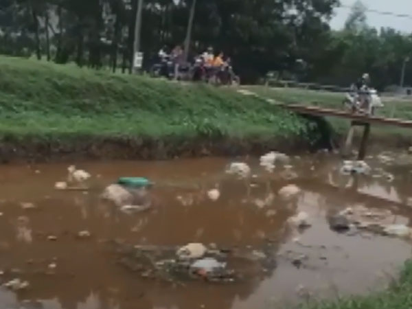Video: Xác lợn trôi đầy kênh ở Bắc Giang