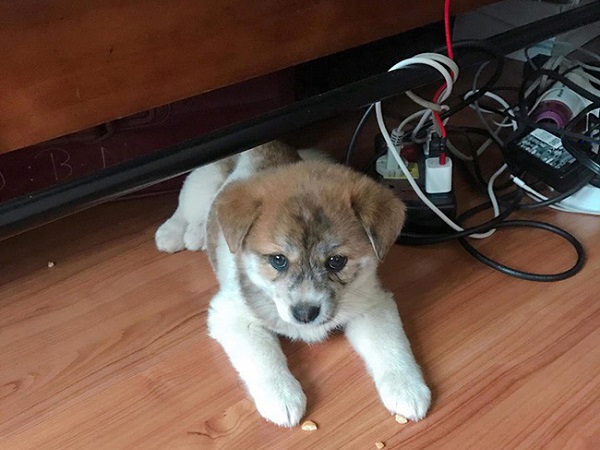 Mua hàng online được nâng lên một 'tầm cao' mới: Mua chó Poodle lai Nhật giá triệu rưỡi, nhận về chó ta 1 tháng tuổi