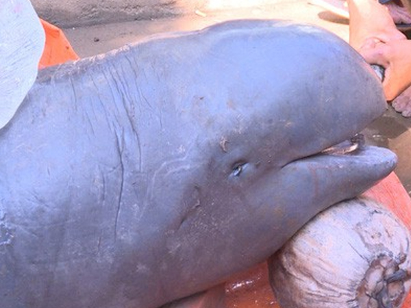 Bắt được cá 'lạ' nặng 150 kg trên sông Cổ Chiên