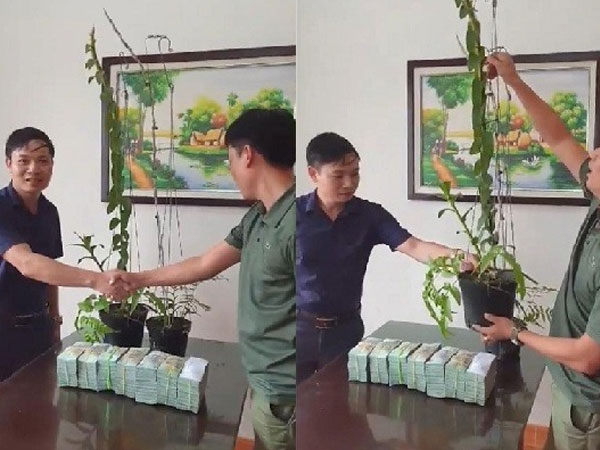 Tiết lộ của đại gia Hà Tĩnh ra Hải Phòng mua 2 chậu lan 3,5 tỷ