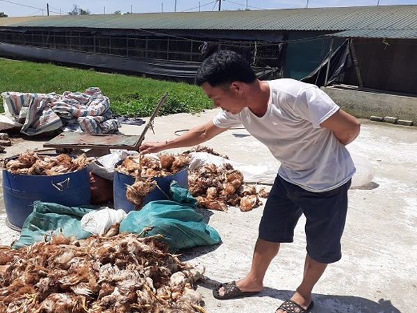Truy tìm nhóm người nghi ném đá làm chết 1.200 con gà ở Hà Tĩnh