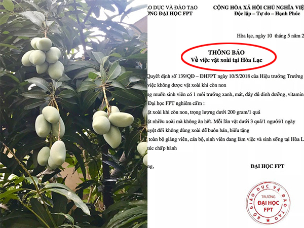 Bá đạo như 'trường nhà người ta': Ra hẳn thông báo bằng văn bản chỉ để cấm sinh viên không được vặt xoài khi còn non